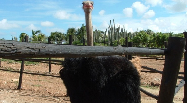 Take your next LUXE Family Vacation to Aruba and visit the Aruba Ostrich Farm for some fun!